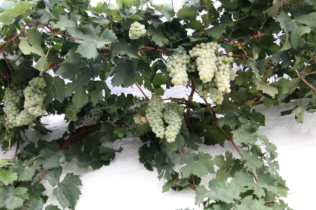 Il Trullo Di Giada E Mattia Villa อัลเบโรเบลโล ภายนอก รูปภาพ